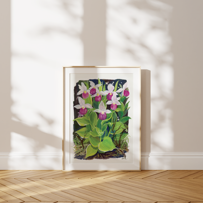 Pink Lady Slipper Orchid Art Print – Wildflower Series